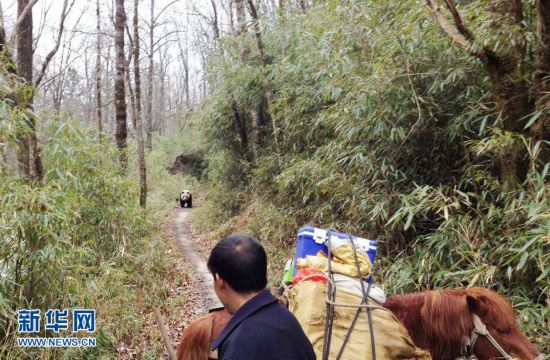 (晚报)陕西佛坪野生大熊猫偶遇村民不惊慌